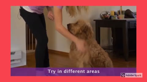 How to train your dog step 2