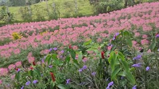 Sirao Garden, Cebu City, Philippines