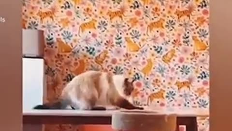 Funny Animal cat video