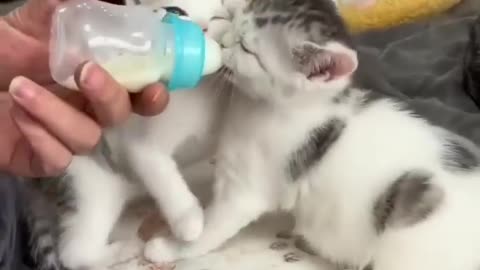 kittens drink milk squeal