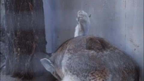 Eurasian lynx cat