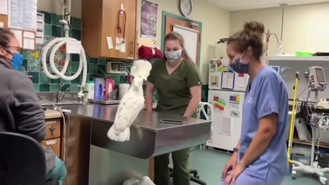 male umbrella Emotional Reaction To Being Reunited With Vet Hospital Staff Is Amazing