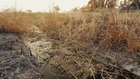 Hippo vs Lion Clan | Natural World | BBC Earth