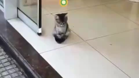 Cute funny cats video