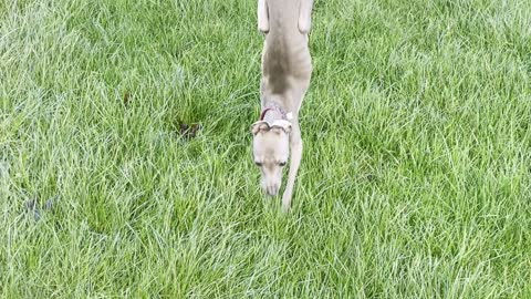 Greyhound Does Handstand on Wet Grass