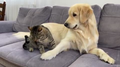 Golden Retriever Tries to make Friends with a Funny Cat