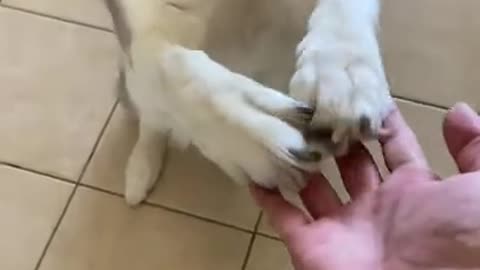 Siberian Husky Gives Cute High Fives On Command!!!