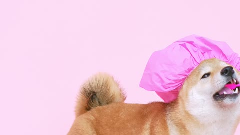 Cute Dog With a Shower Cap and Biting a Toothbrush