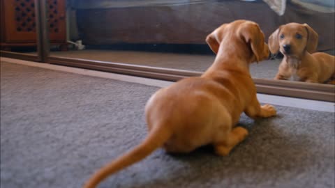 A Puppy Fights With His Reflection In The Mirror