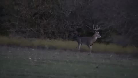 Cooking Whitetail Venison 6 Hours after Hunt- Too Soon