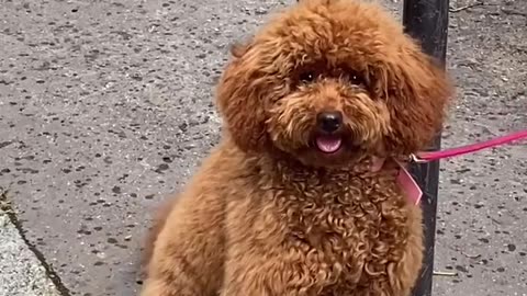 Cute dog AfghanHound in london street