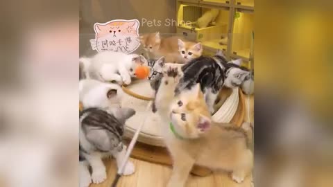 You can enjoy best funny cats and dogs videos