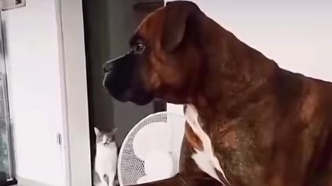 Funny Dog