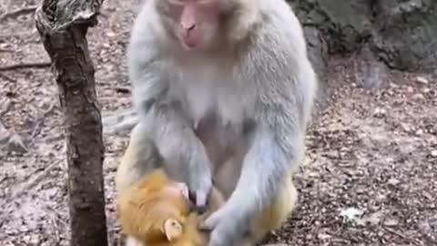 The mother monkey wants to teach the little monkey how to climb trees.