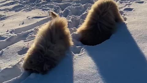 Doodles Dig In The Snow