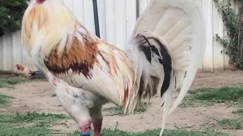 Beautiful Birda Blue Nbz Gamefowl