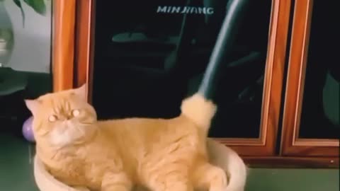 Cleaning cat through vacuum haha