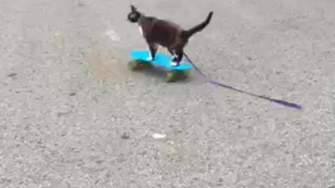 Skateboarding cat!!!!