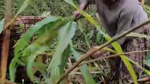 Collecting maize gress in Nepal