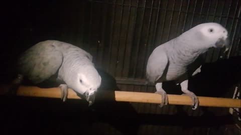 Toto and Tutu Talking Parrots