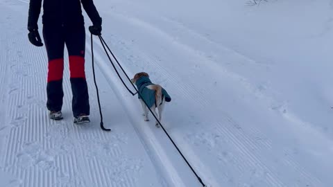 Dog Doesn't Want To Walk