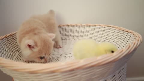 Kittens play with a tiny chicken