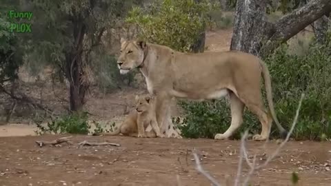 Cubs Meet Adult Tiger for the First Time