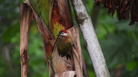 Nature Fauna Bird