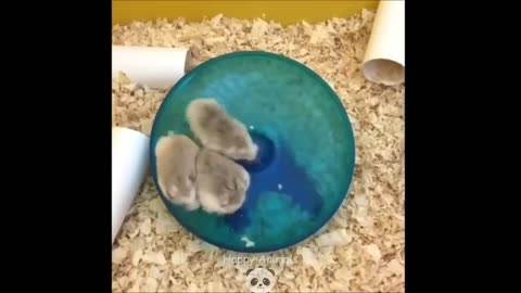 Funny Hamsters Videos Collection