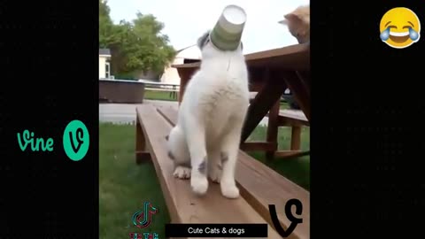 Best Funny Animal Videos Of The 2023 🤣 - Funniest Cats And Dogs Videos 😺😍😂🐶 Funny cat & dog videos 😍