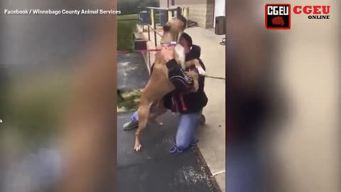 Dog Finally Reunited With Owner After Being Stolen