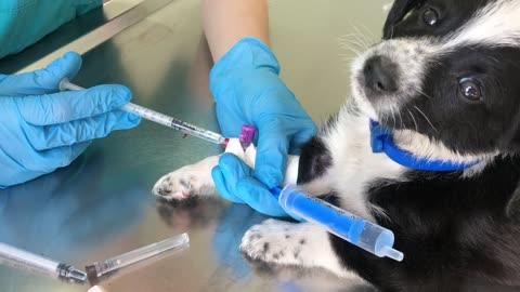 puppy dog receiving its first vaccinations