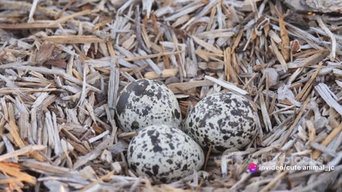 Mysterious Marbled Murrelets: Secrets of Coastal Birds