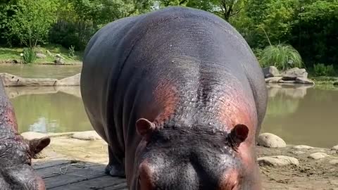 A hippopotamus