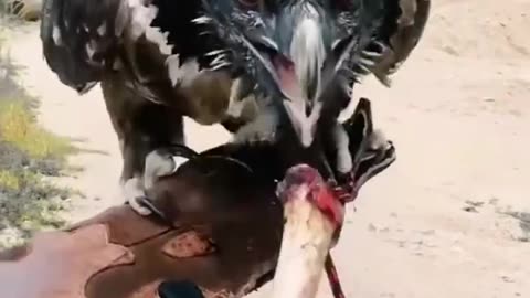 Bearded Vulture Eats Bone