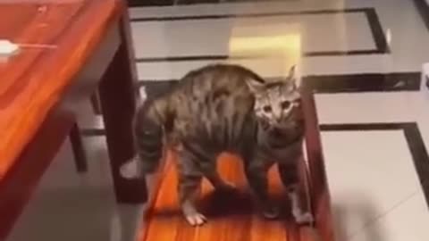 Hilarious pet video | funny cats and dogs| Hilarious video funny video