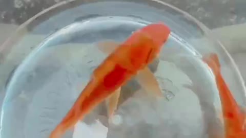 Cute little goldfish