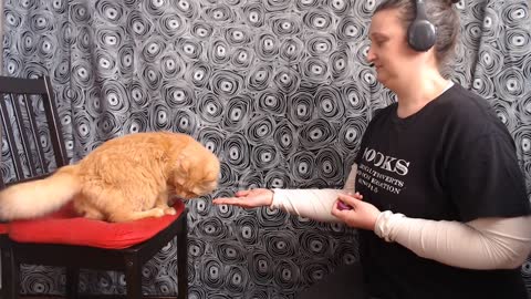 Casper learning tricks (cat positive reinforcement clicker training).mp4