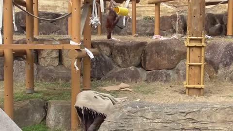 Orangutan in Tokyo (Tama Zoological Park)