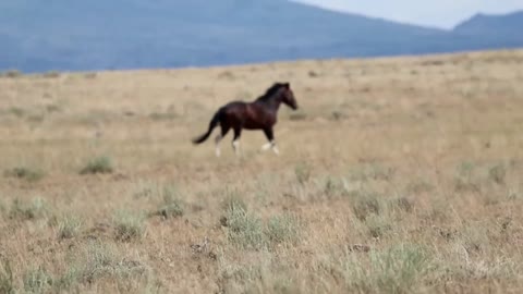 Wild Mustang