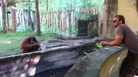 Orangutan Asks for Banana Then Throws Back Peel