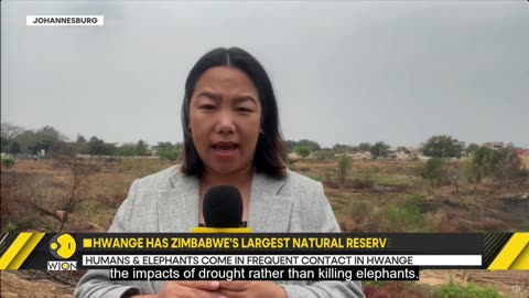 Zimbabwe will slaughter 200 elephants to feed drought-stricken communities