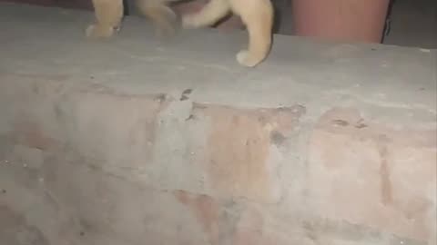 Watch This Fearless Puppy's Impressive Wall Walk and Decision-Making #puppylife #cute