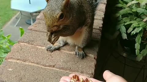 I didn't mean to startled Mika The Squirrel while she's drinking water 💦