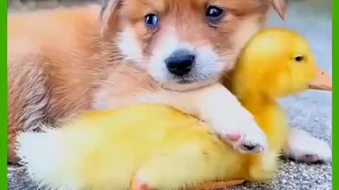 cutedog with cute duck