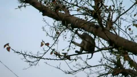 AGRA INDIA MACACO