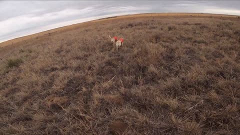 Some Days Just Go Better Than Others - Hunting Wild Pheasants - December 28 2022