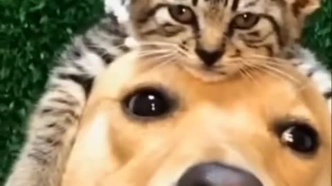 Funny cat& dog---- short video