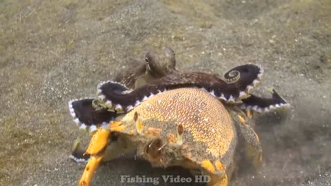 Polvo vs Enguia Cobra Tigre. Luta dramática Moray Eel .. Porcupinefish