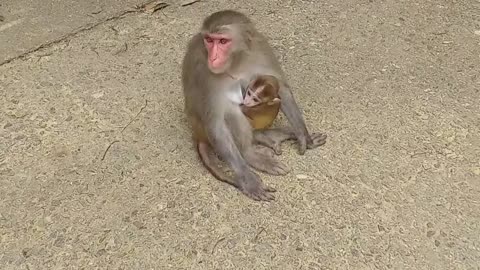 Monkey feet the baby monkey in foresh